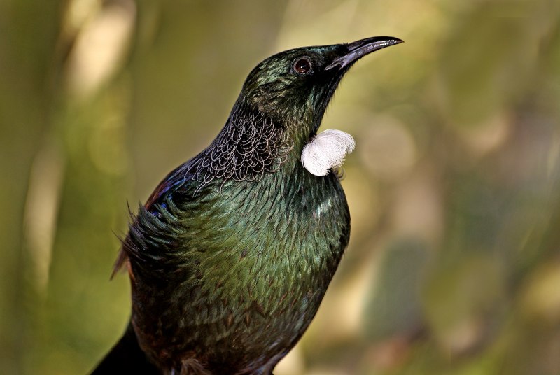 Prosthemadera novaeseelandiae