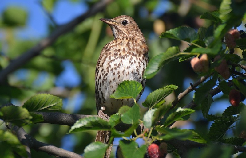 Turdus philomelos