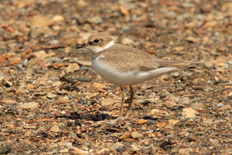 Charadrius alexandrinus