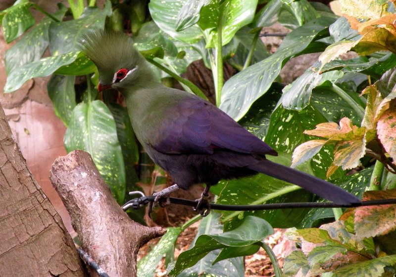 Black-billed Turaco