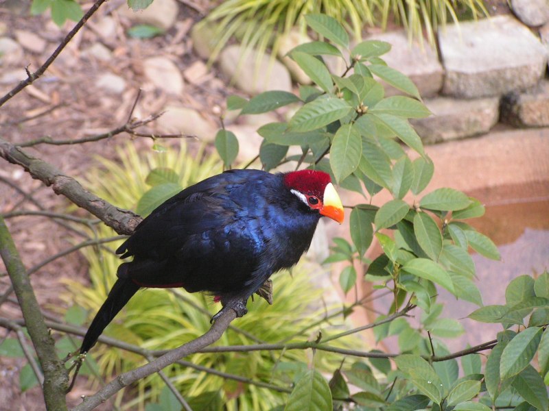 Фиолетовый гологлазый турако Naturalist