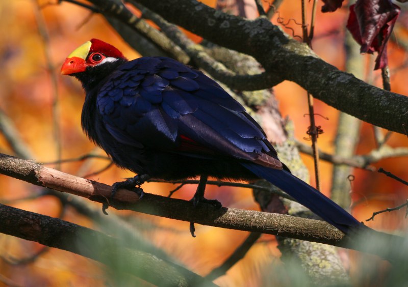 Musophaga violacea