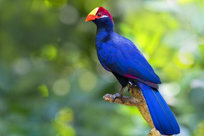 Musophaga violacea