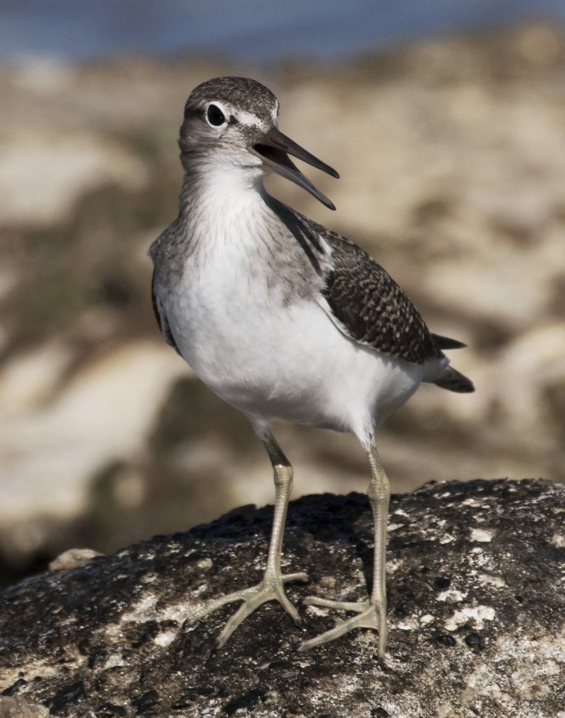 Перевозчик (Actitis hypoleucos)