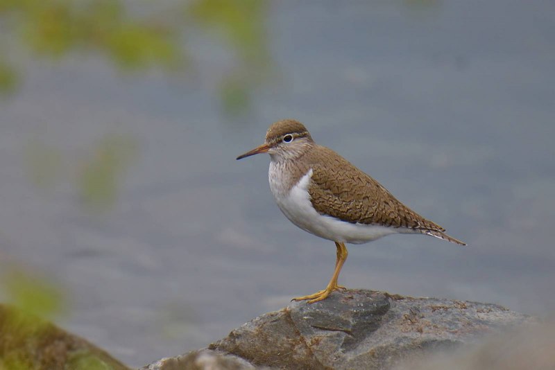 Actitis hypoleucos