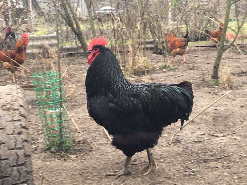 Курица Джерсийский гигант