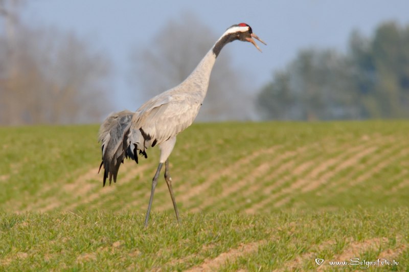 Серый журавль (Grus Grus (l.)