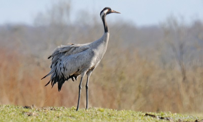 Журавль серый – Grus Grus (l., 1758)