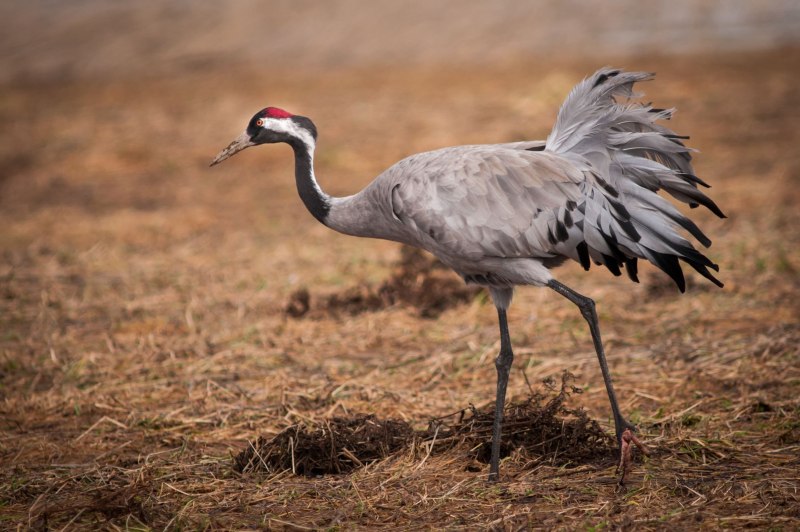 Журавль серый (Grus Grus Linnaeus, 1758)