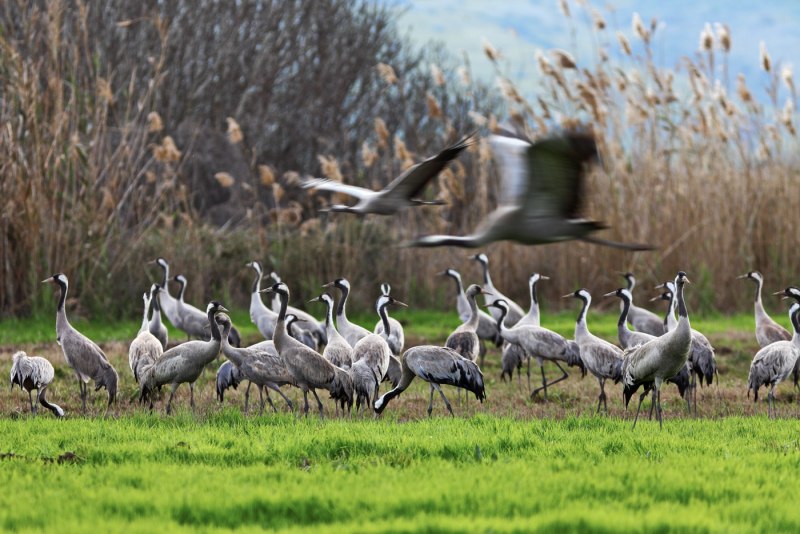 Журавль серый (Grus Grus Linnaeus, 1758)