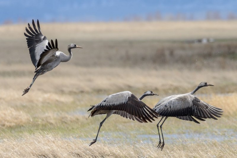 Серый журавль Grus Grus