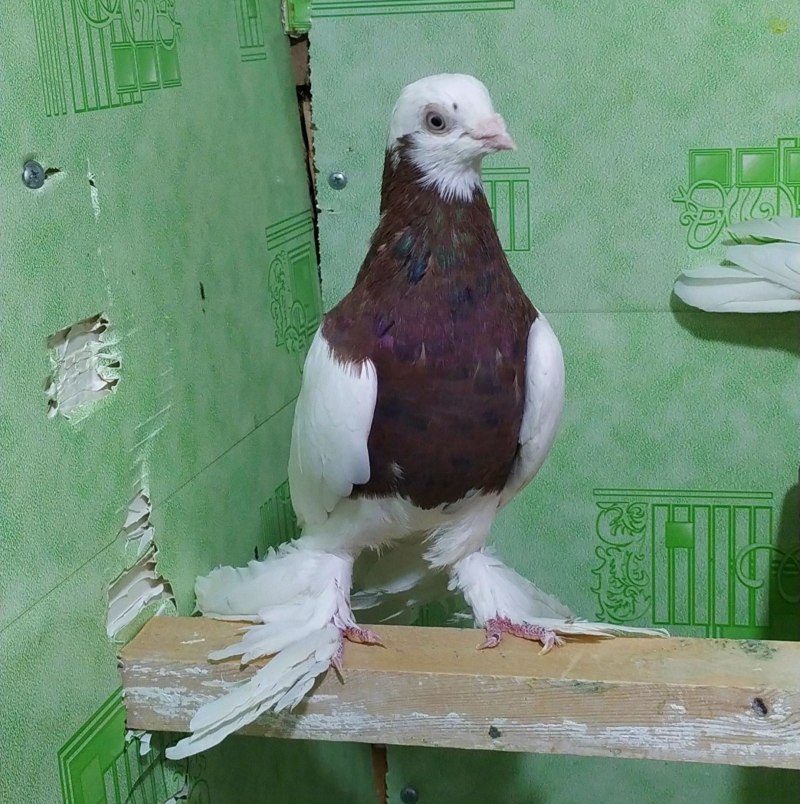 Кафтар Чанг