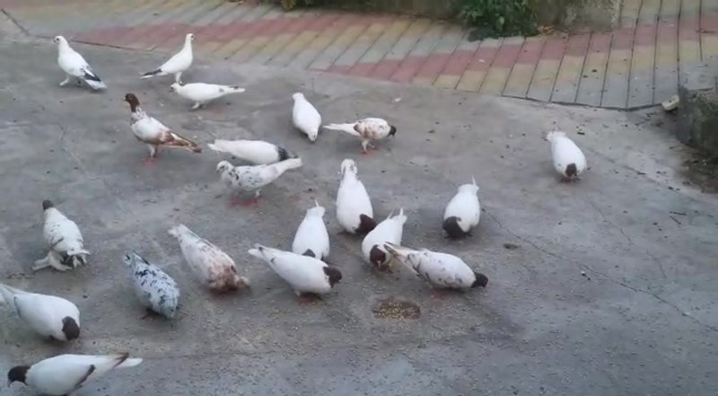 Польская порода голубей