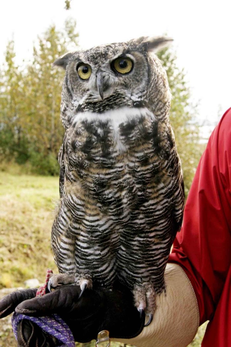 Виргинский Филин (Bubo virginianus)