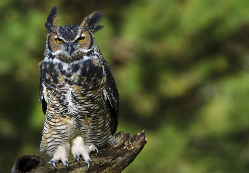 Филин обыкновенный (Bubo Bubo)