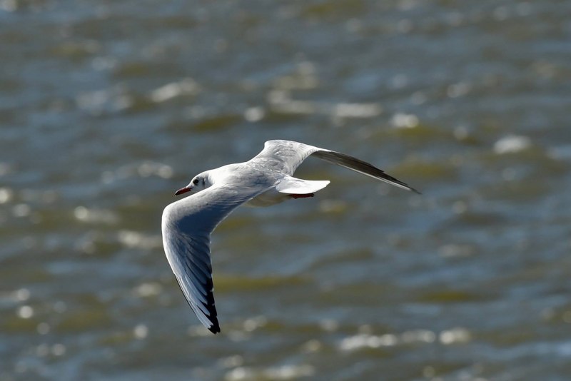 Sally Seagull