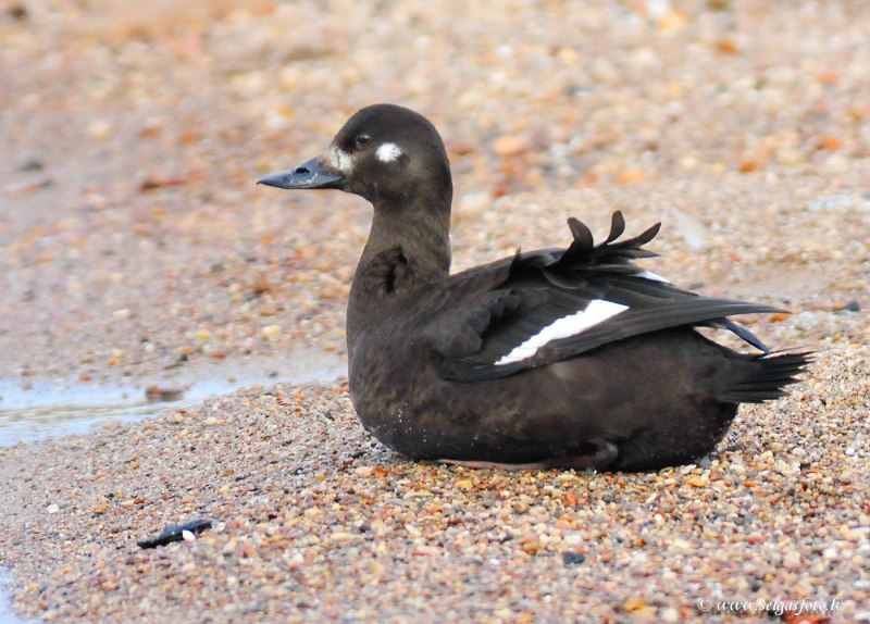 Синьга Melanitta nigra