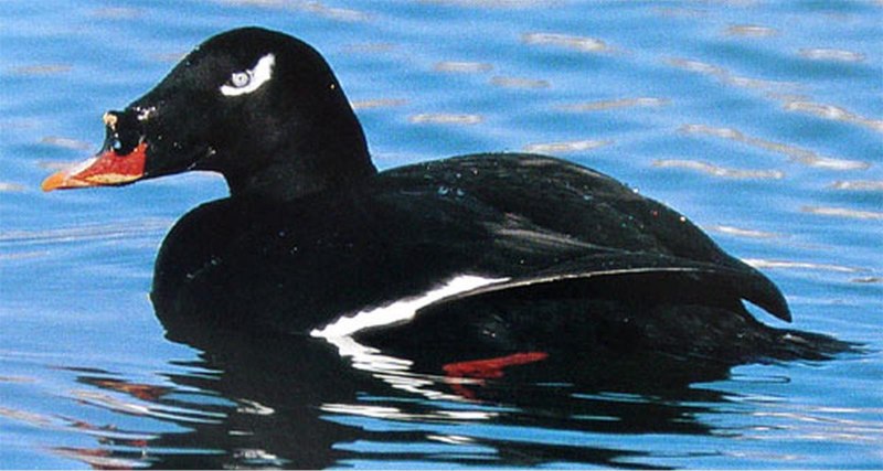 Синьга Melanitta nigra