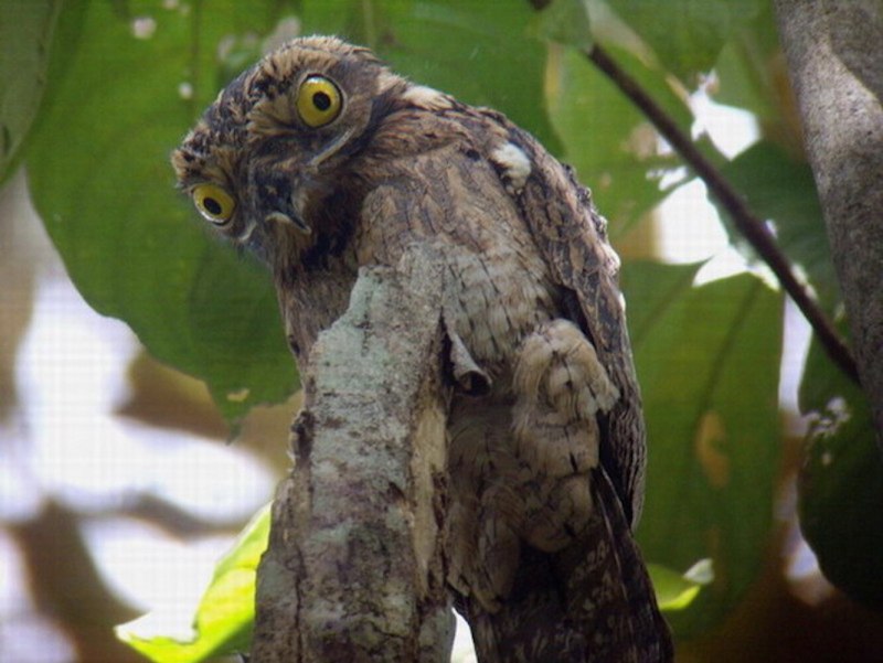 Козодой Nightjar
