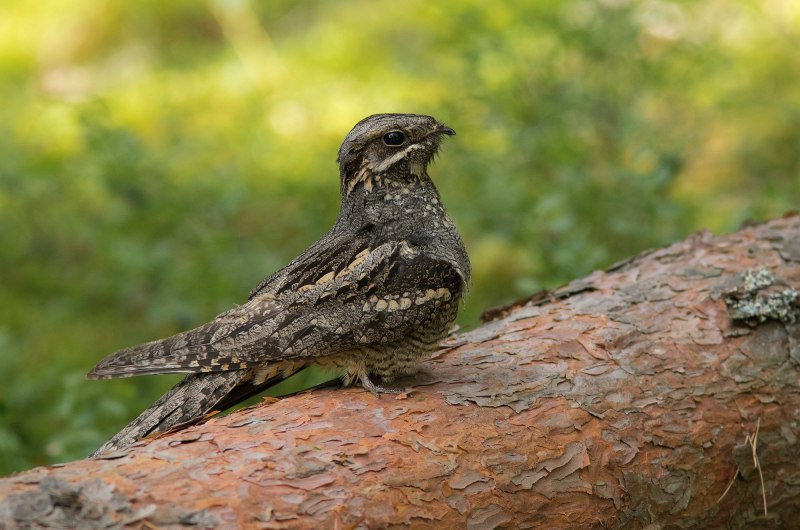 Caprimulgus europaeus