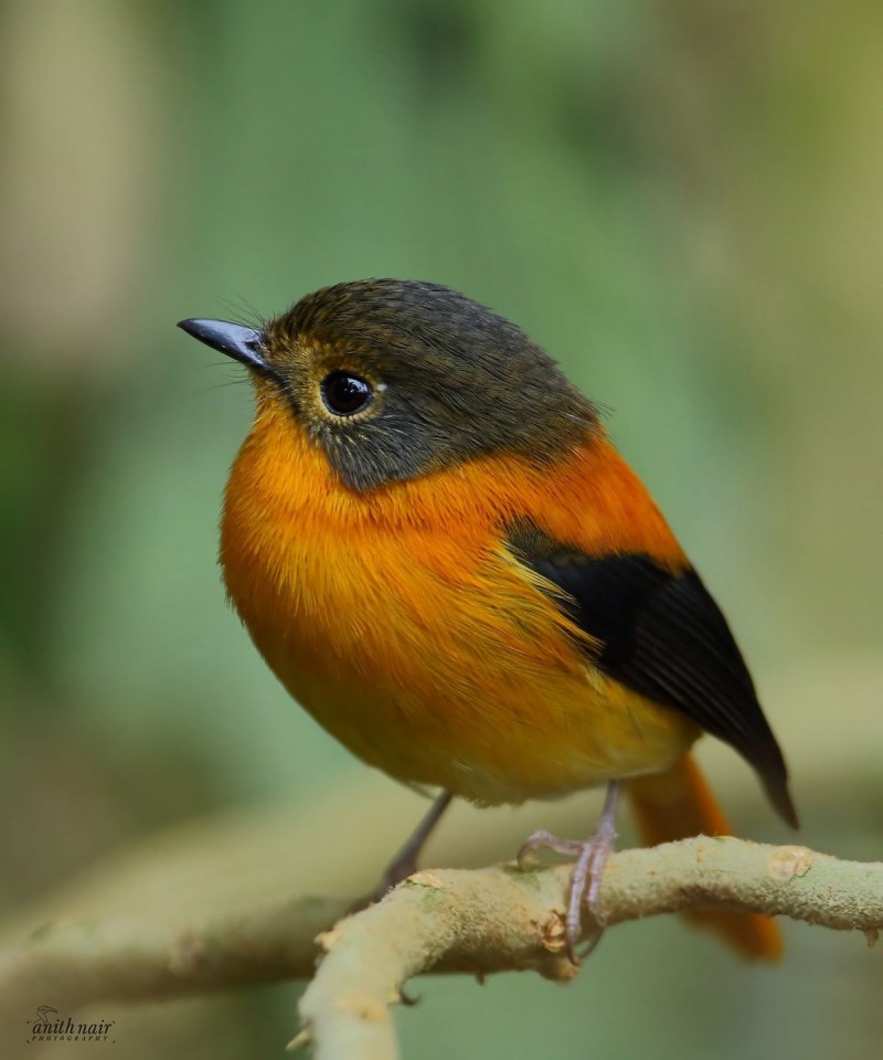 Ficedula nigrorufa