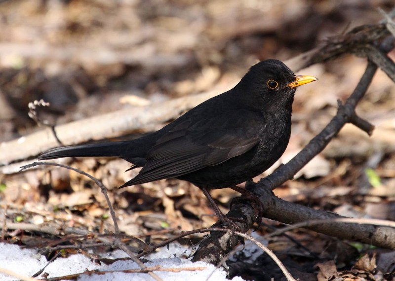 Дрозд-деряба (turdus viscivorus)