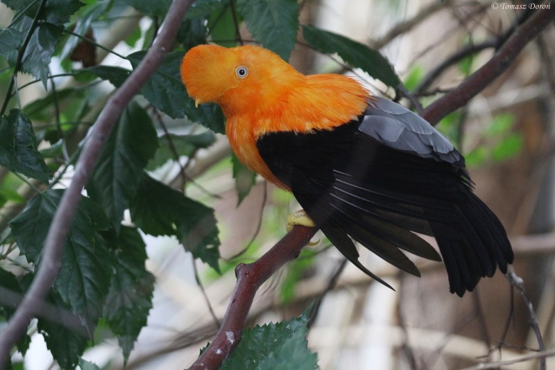 Andean cock-of-the-Rock