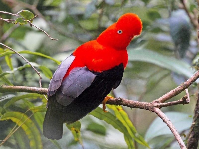 Rupicola rupicola
