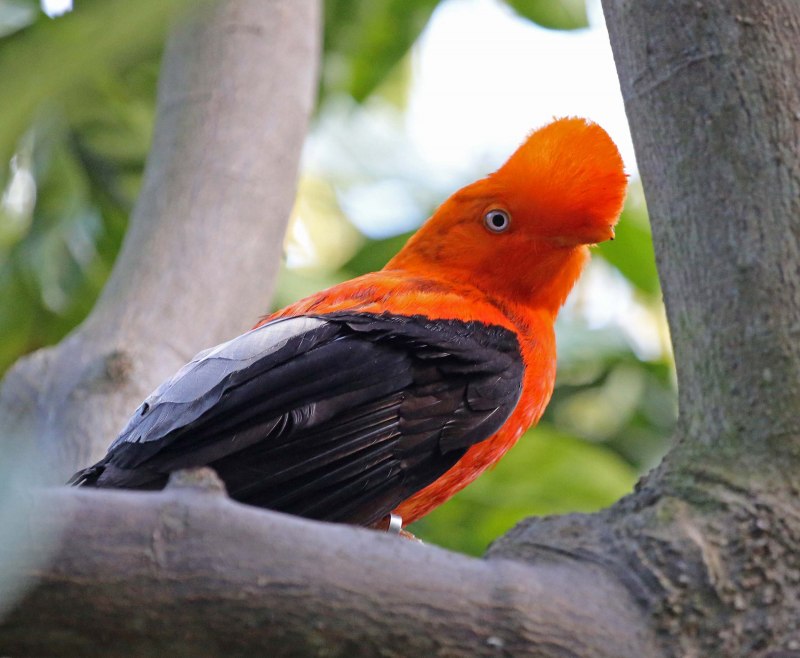 Rupicola rupicola