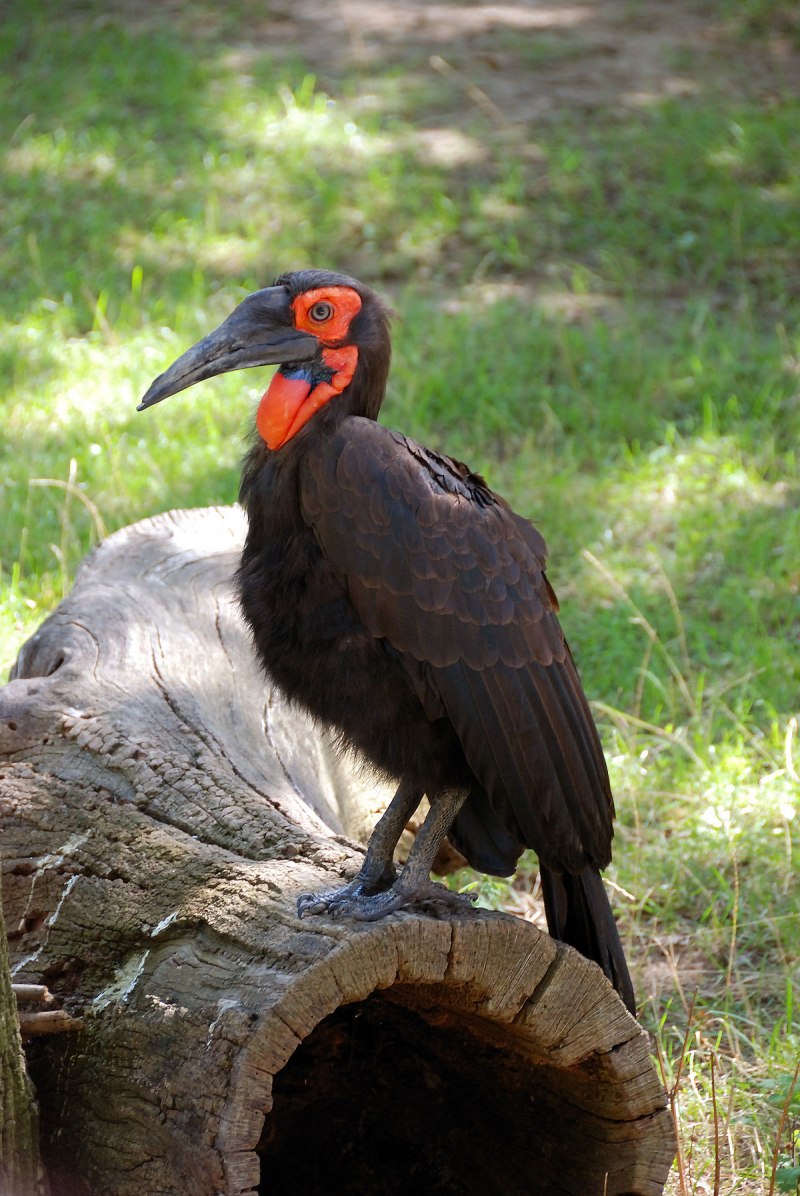 Bucorvus leadbeateri
