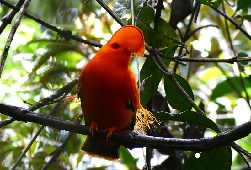 Rupicola rupicola