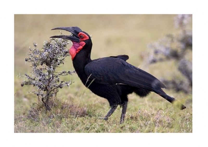 Bucorvus leadbeateri