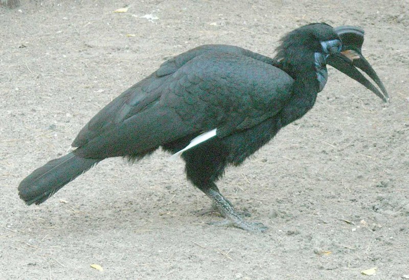 Bucorvus abyssinicus