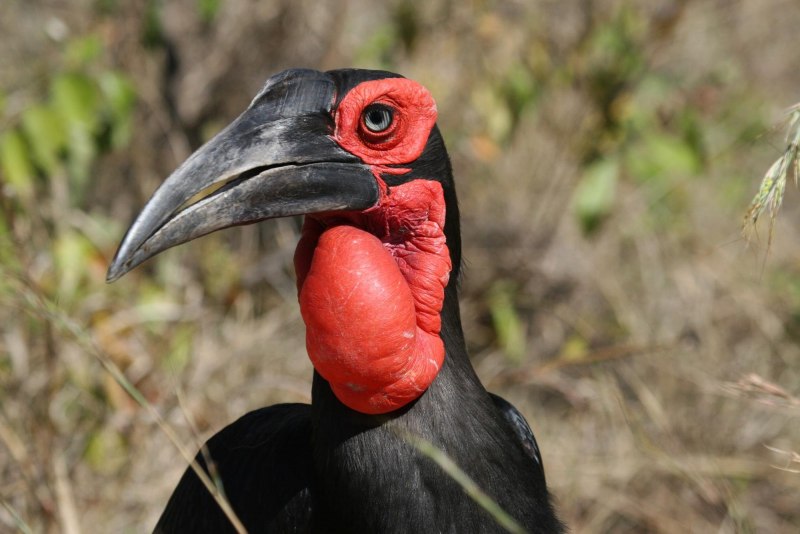 Southern ground Hornbill