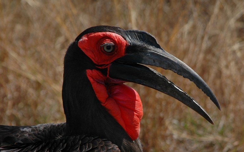 Bucorvus leadbeateri