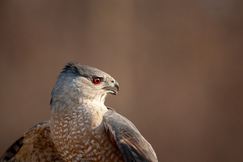 Swainson's Hawk