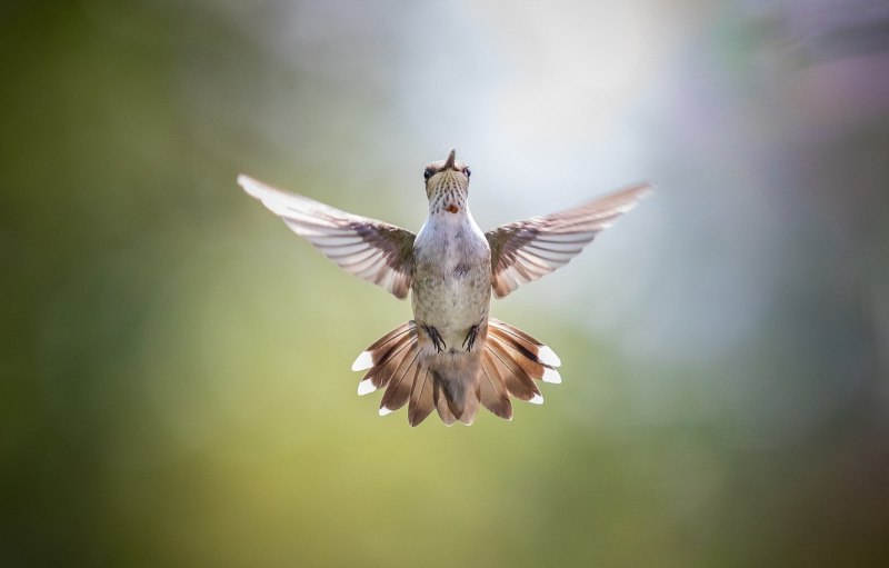 Kingfisher Swift