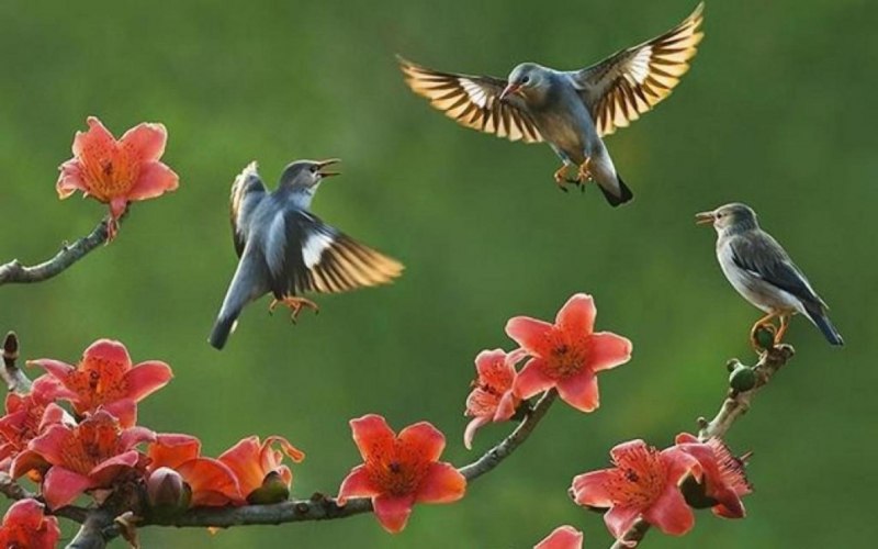 Живая природа птицы