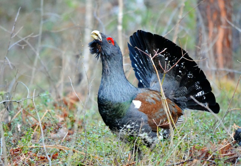 Глухарь (Tetrao urogallus)