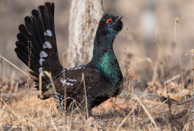 Каменный Глухарь (Tetrao parvirostris)