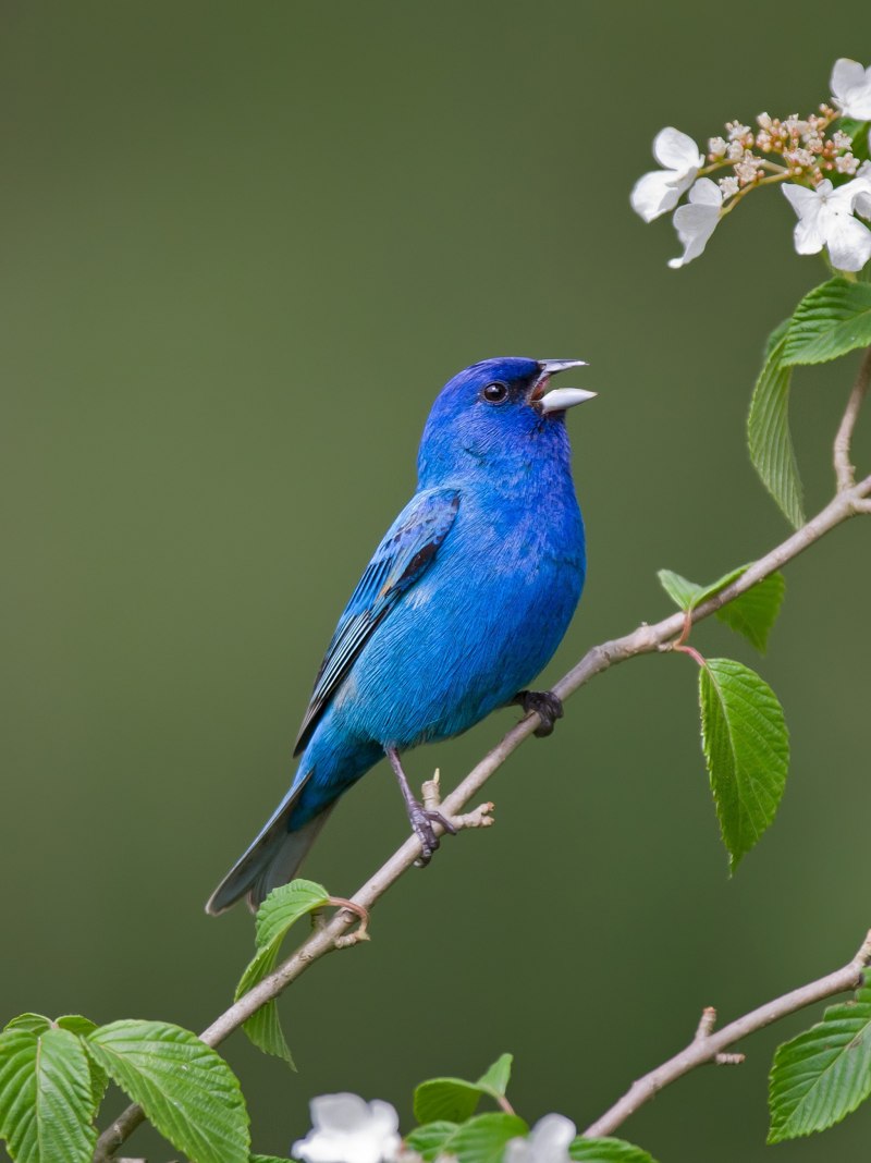 Blue Mockingbird