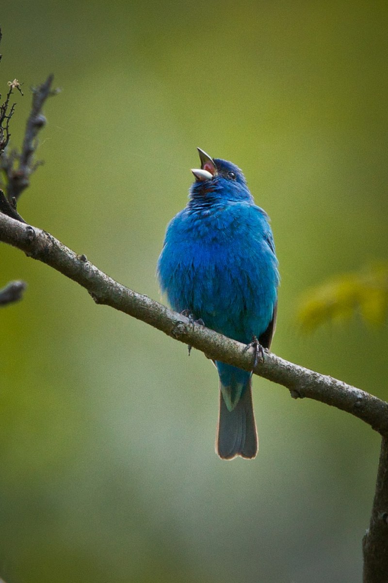 Indigo Bird
