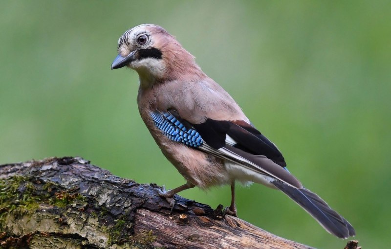 Сойка обыкновенная garrulus glandarius