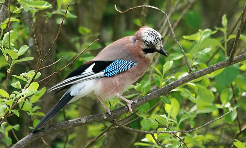 Сойка garrulus glandarius