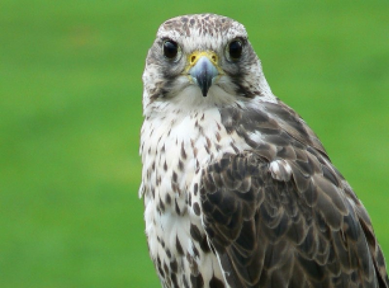 Птица семейства соколиных 6 букв