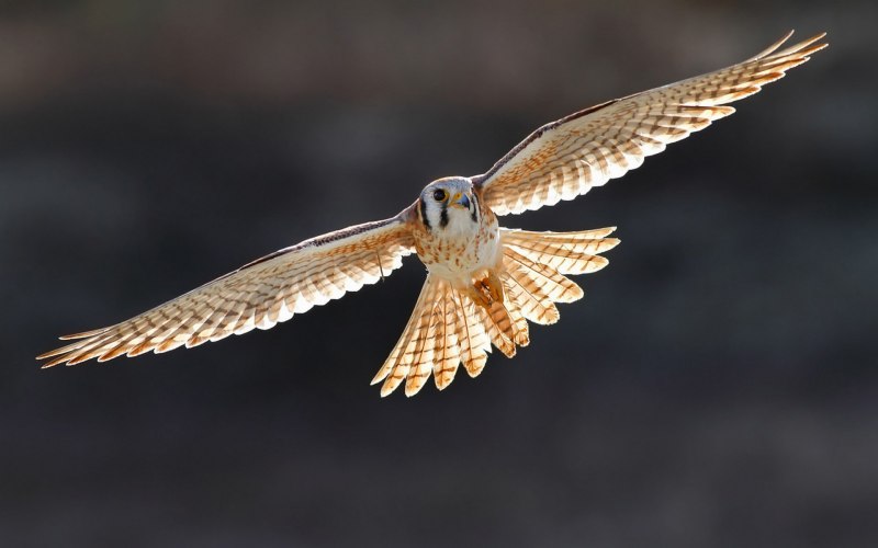 Пустельга Кречет Сапсан