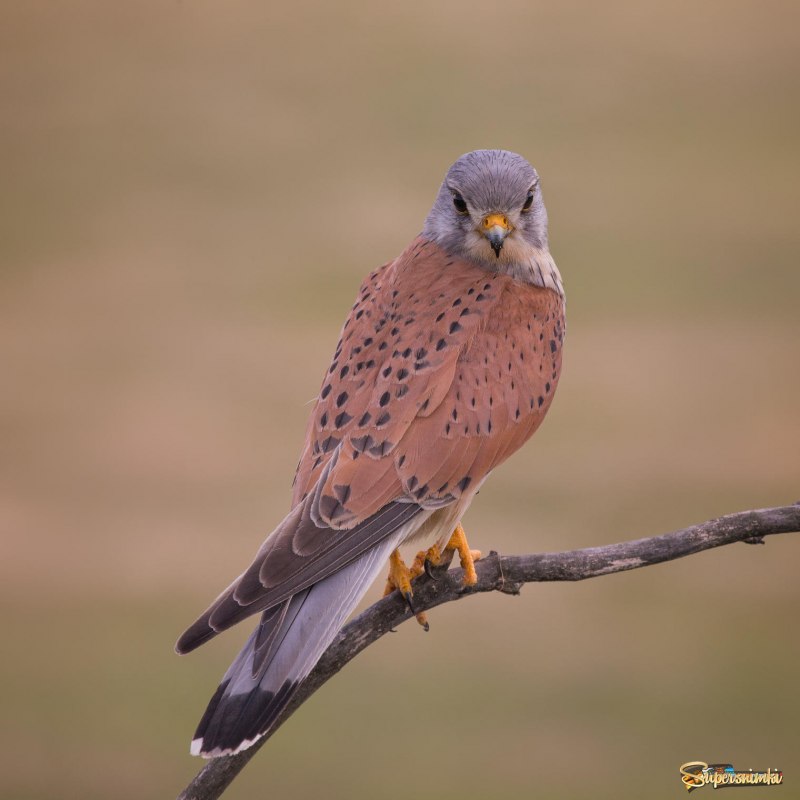 Лига Альбы обыкновенная пустельга