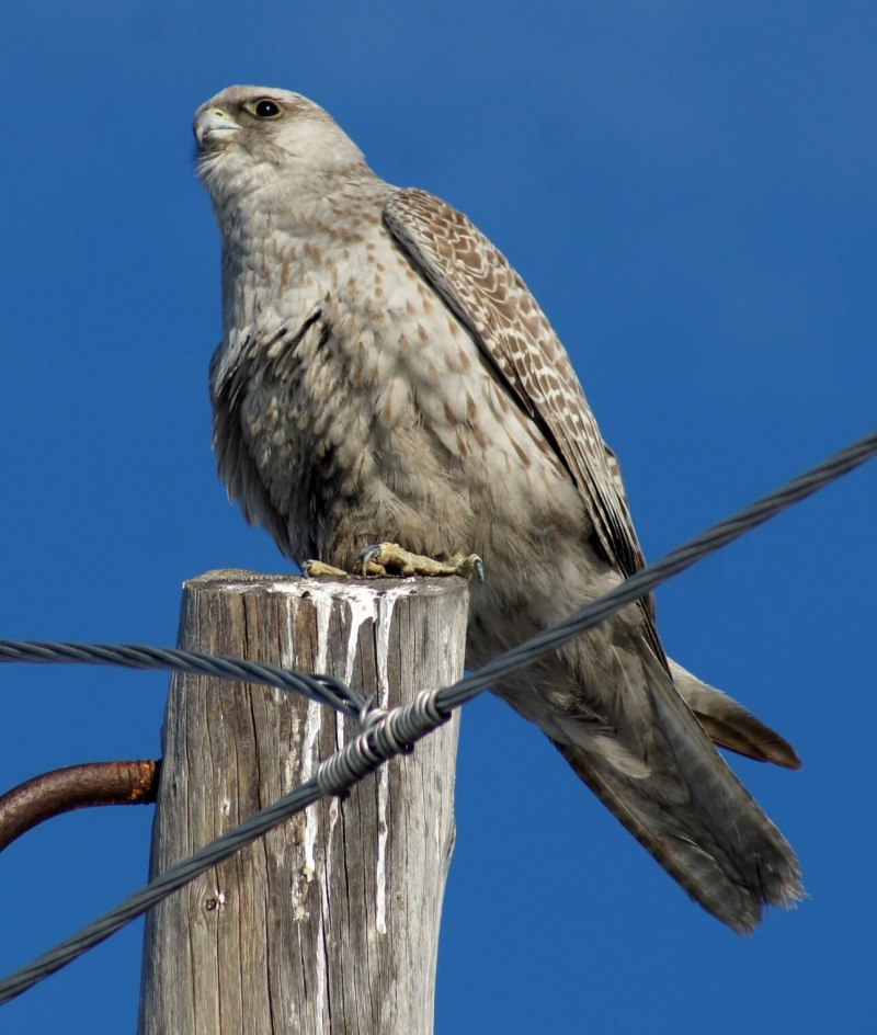 Сокол Кречет