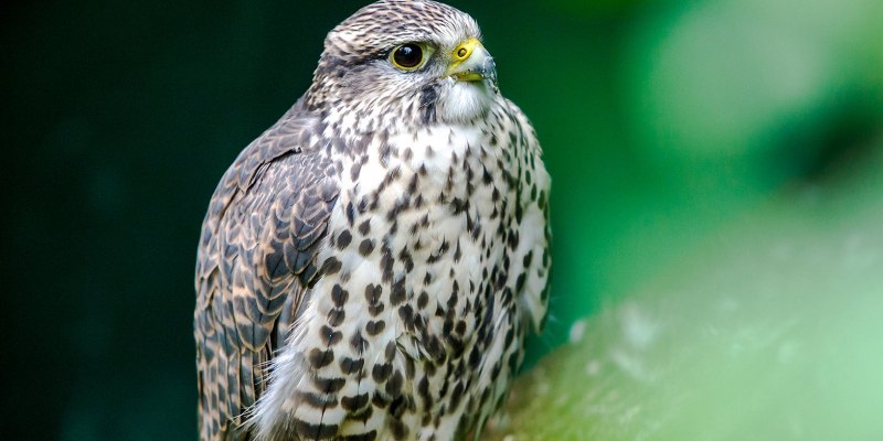 Сапсан. Балобан