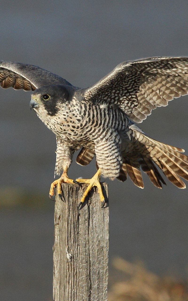 Соколиные Крылья